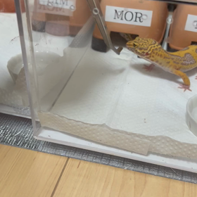 続きの画像