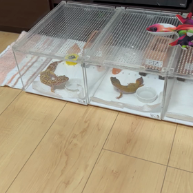 ピアちゃん水飲みと見つめ合いの画像