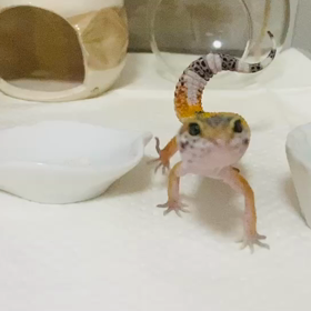 リュカちゃんの尻尾がの画像