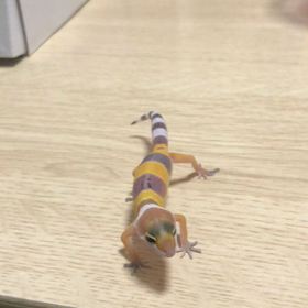 リアちゃんが怒る怒る　シャーって‼︎の画像