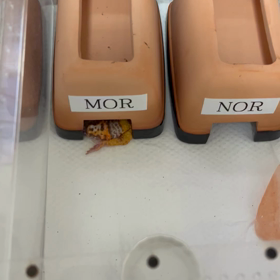 　モアとノア本当に仲良し男同士の画像