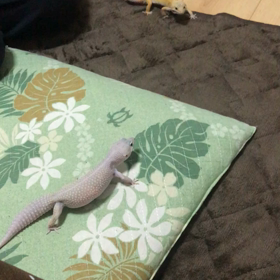 リュカちゃん　母親のリムに‼︎の画像