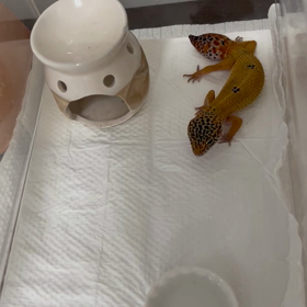 ピアちゃん　ハニーワーム食べるの画像