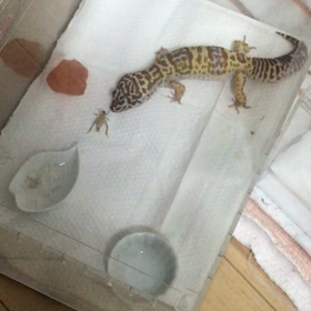 カムちゃん　食欲戻るの画像