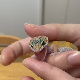 大きな口アーンの画像