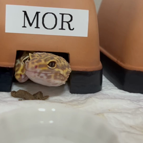 モアとノアの同居生活の画像