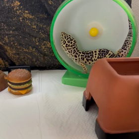 ガムちゃんのフィットネスの画像