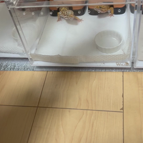 ノアちゃん餌なしピンセットに食いつきの画像