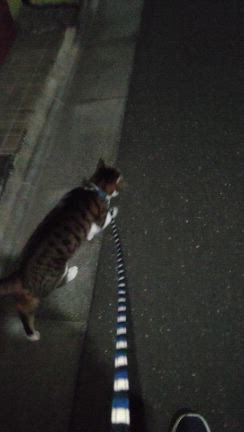 セブン君のお散歩の記事動画