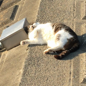 猫達に待望の春がきました。の画像