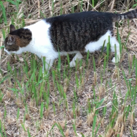 米朝首脳会談決裂なら北朝鮮攻撃！の画像