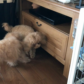 忍者の修行中！の画像