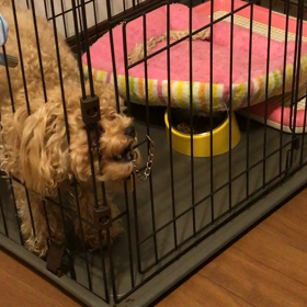 また脱走！の画像