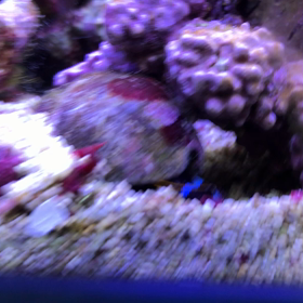 ヤドカリの画像