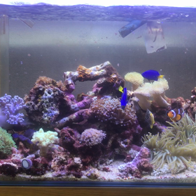 海水水槽の画像