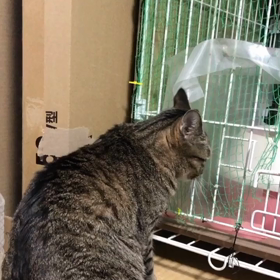猫のせっぱ。の画像