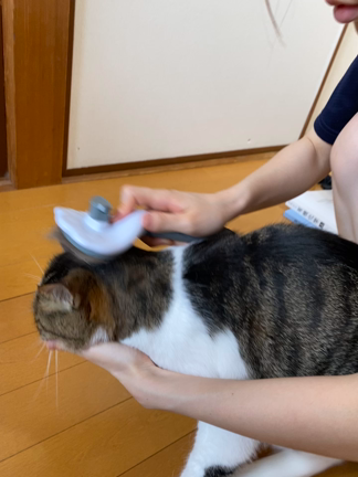 ドウダンツツジと、ペット用ブラシの記事動画