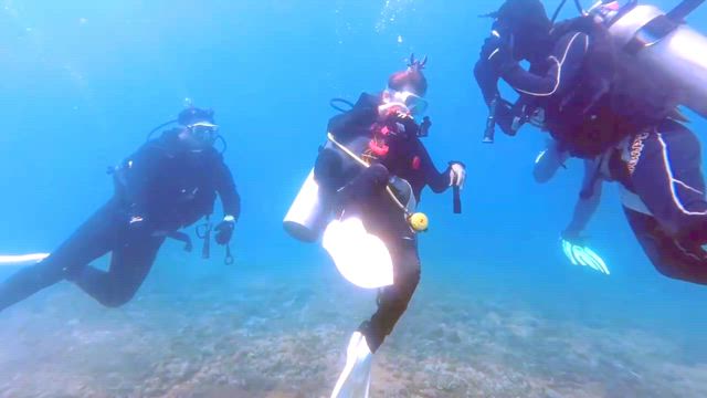 バリ島パダンバイでマクロダイブ！サファリツアー最終日 Day6の記事動画