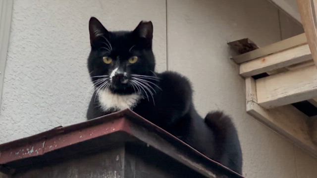 ご近所にゃんの仕上がりの記事動画