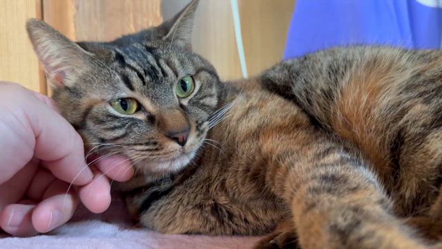 ねこ飼いの真実の記事動画