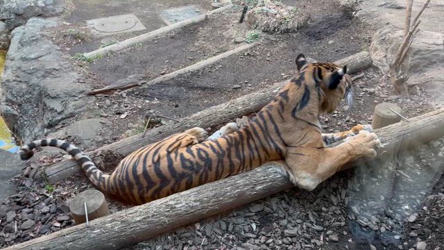 上野動物園で不発の記事動画