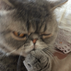 ガウスの癖。これって普通なんでしょうか？の画像