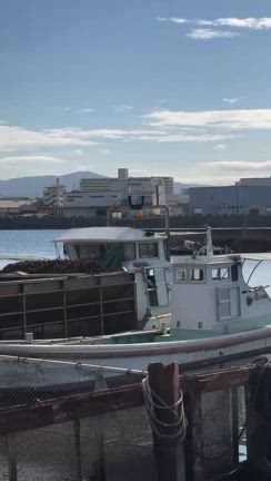 牡蠣の水揚げが始まりましたの記事動画