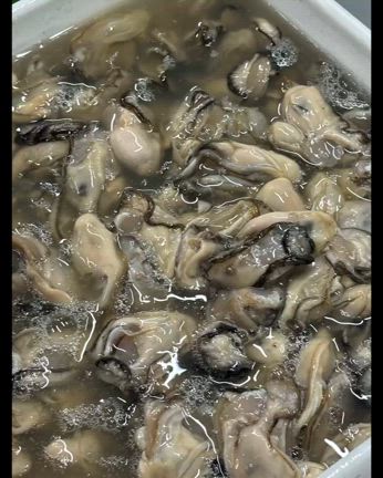 牡蠣の水揚げが始まりましたの記事動画