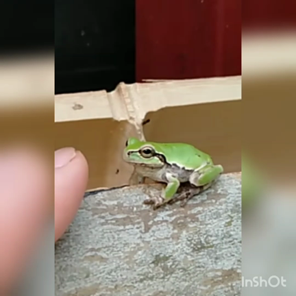 畑のカエルの記事動画