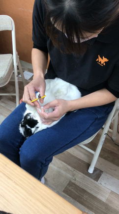 看板うさぎマメちゃんの爪切り動画の記事動画