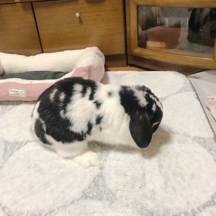《うさけつようび》うさぎさんはホリホリが大好きの記事動画