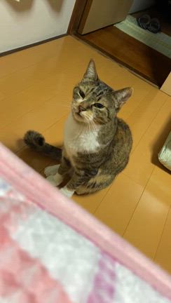 起きて起きて〜の記事動画