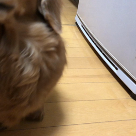 お喋りな来夢ﾁｬﾏ( *ˊᵕˋ)の画像
