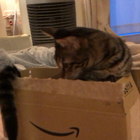猫パンチ ジャストサイズ 箱コロリの画像