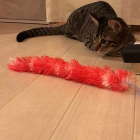 流れていくジャラシ、、、の画像