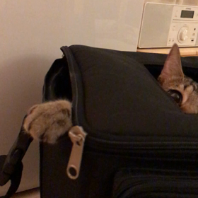 ストライキの画像