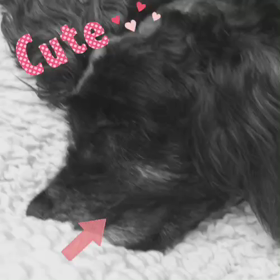 ▷▷ ゆめ...♡°の画像