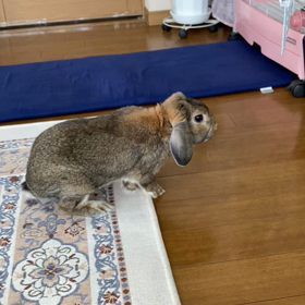 うさぎ年は過ぎたけど、うさぎを遊ばせてみたの画像