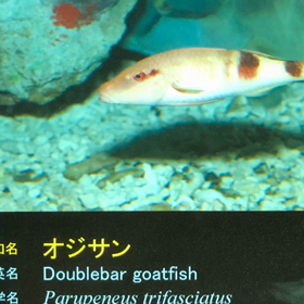 新曲⁉︎の画像