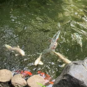鯉がいたから、歌います。の画像