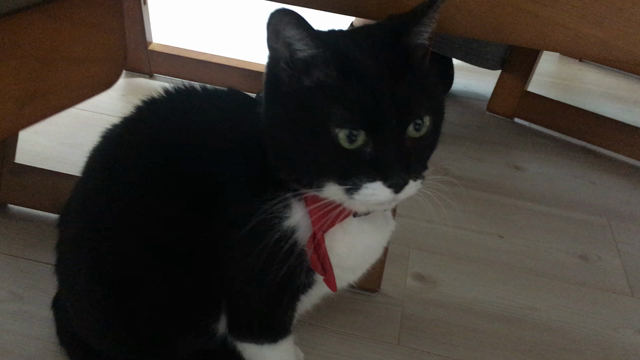 やっぱし猫が好きの記事動画