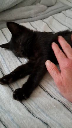保護猫引き継ぎ　２の記事動画