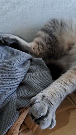 にゃんずが先に夏バテの記事動画