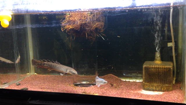 ポリプテルスの60cm水槽あれやこれや。の記事動画