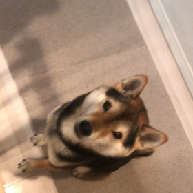 クロのおしゃべりの画像
