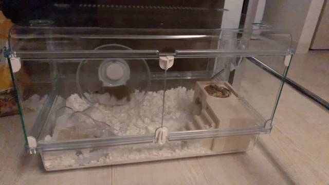 ふうすけの記事動画