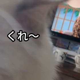 格闘の画像