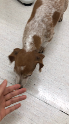 今日のきなこ。の記事動画