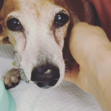 きなこの経過。の記事動画