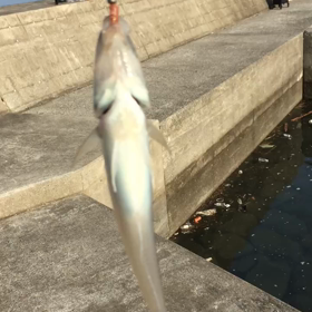 ちょっとだけ釣りの画像